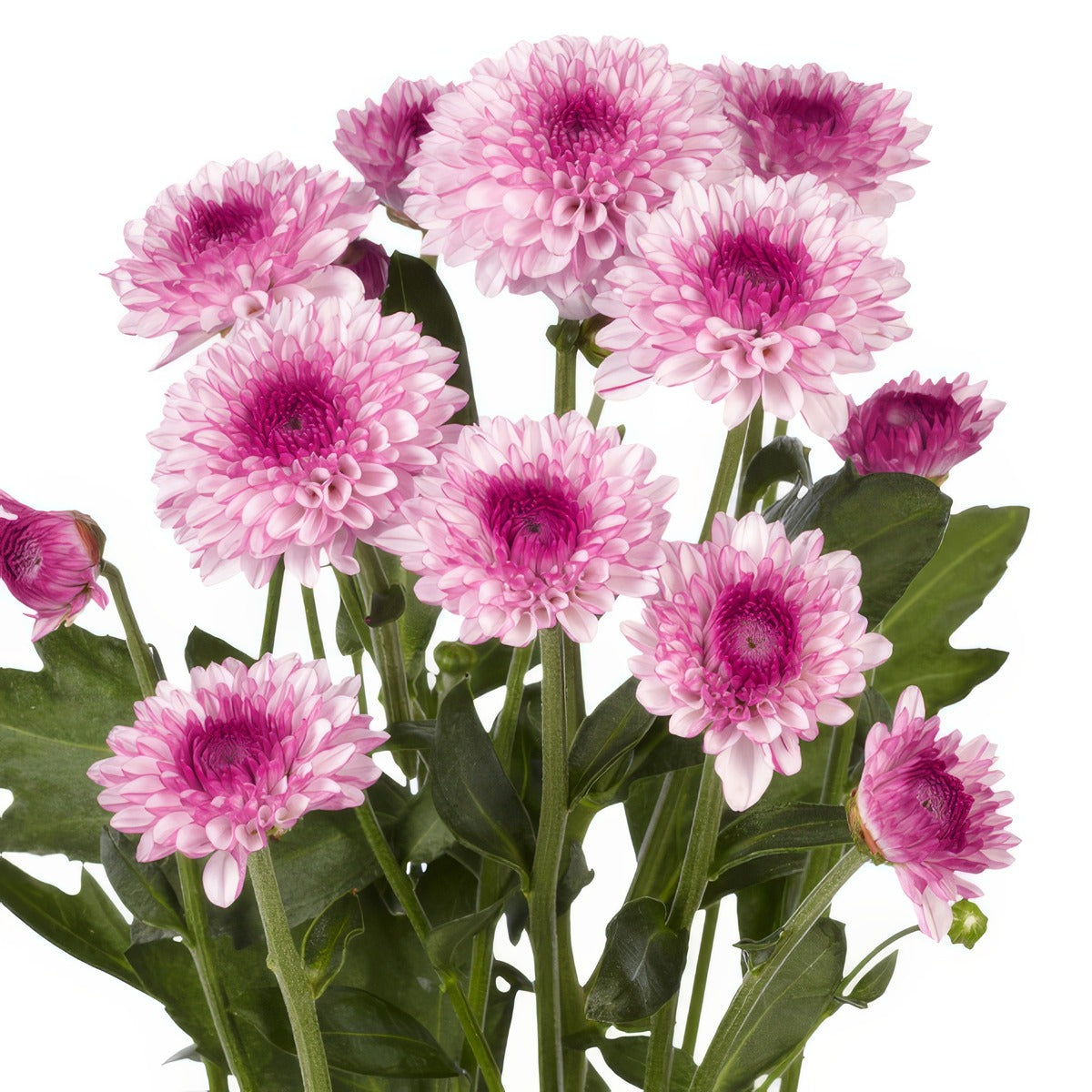 Chrysanthemum Lollipop Pink P10chrlpn - Garden Express Australia