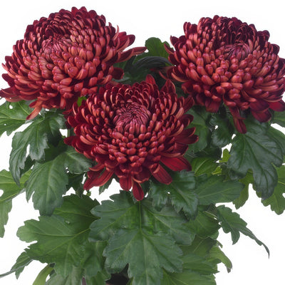 Pot Mum Cosmo Bordeaux - Garden Express Australia