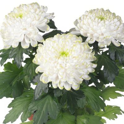 Pot Mum Cosmo Fresh Lime - Garden Express Australia