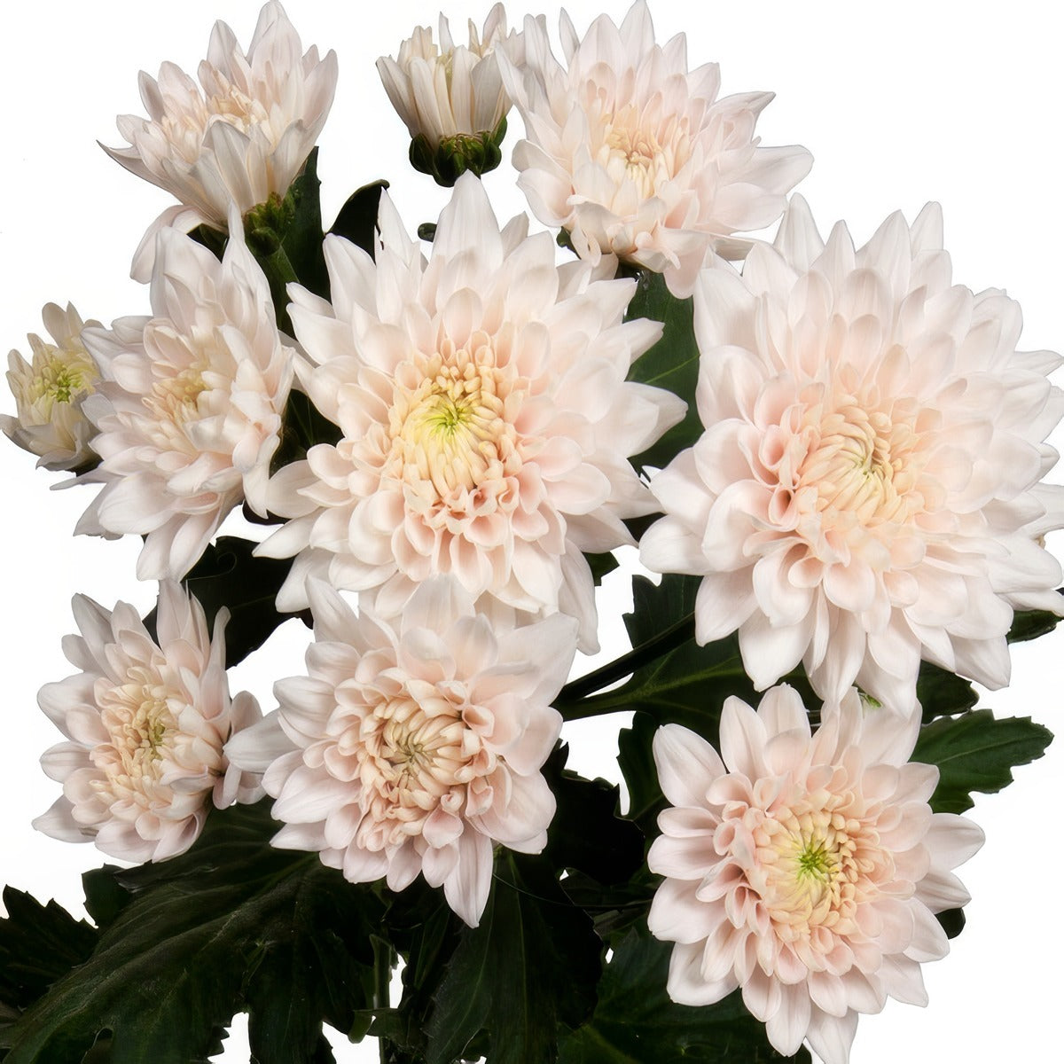 Chrysanthemum Champagne Light Pink P10chrclp - Garden Express Australia