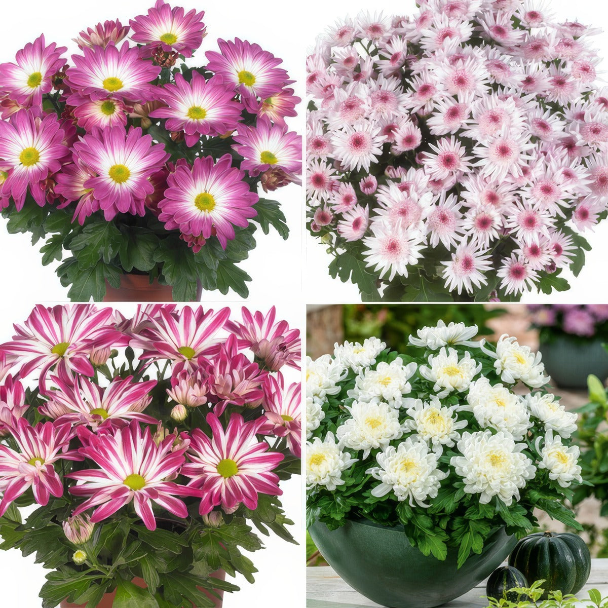 Pot Mum Chrysanthemum Strawberries And Cream Collection 2025 Colchrsac - Garden Express Australia