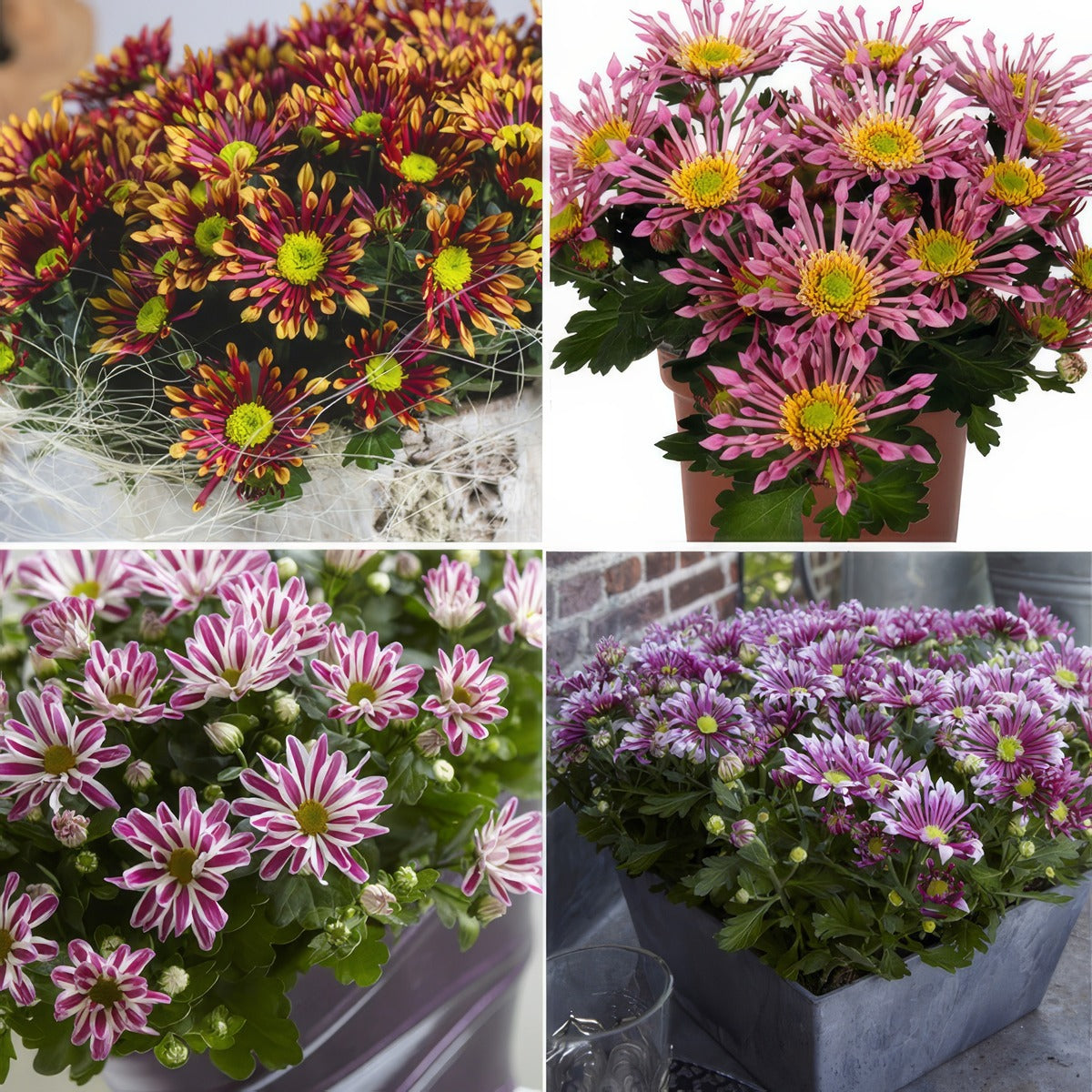 Pot Mum Chrysanthemum Curiosity Collection 042025 Colchrscc - Garden Express Australia
