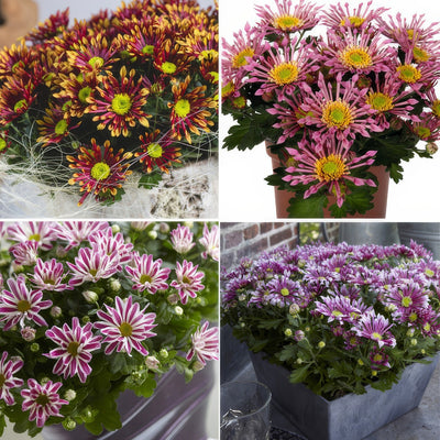 Pot Mum Chrysanthemum Curiosity Collection 042025 Colchrscc - Garden Express Australia
