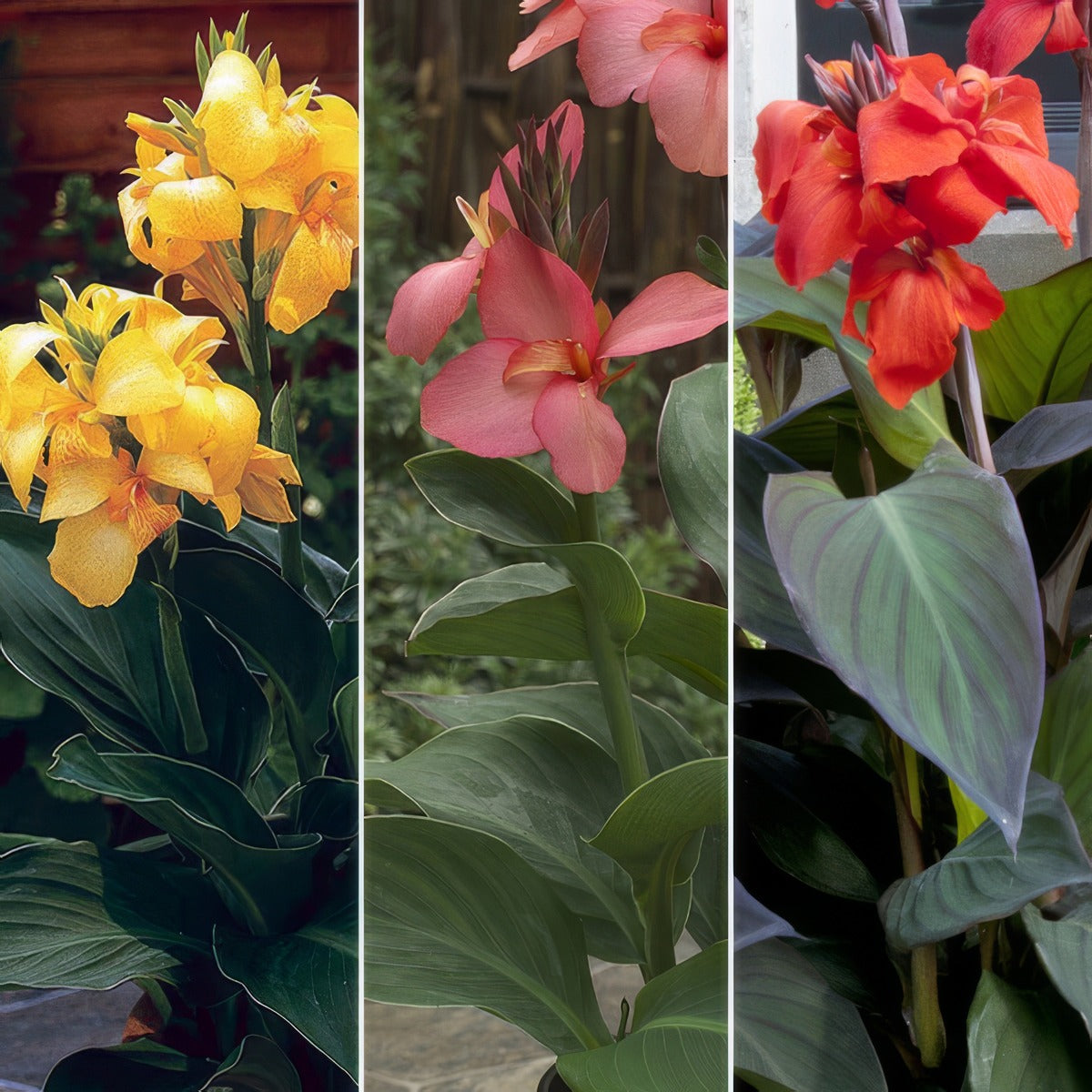 Canna Lily Cannova Collection 2 Colclicc1 - Garden Express Australia