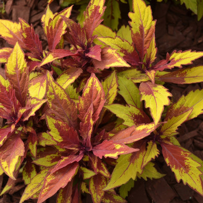 Coleus Flamethrower Spiced Curry P1colfsc - Garden Express Australia