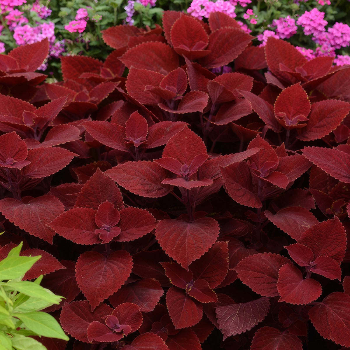 Coleus Ruby Slipper P10colrsl - Garden Express Australia