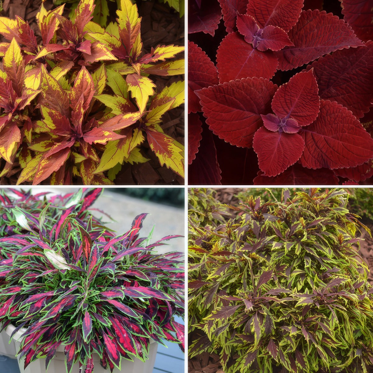 Coleus Collection Colcolco - Garden Express Australia