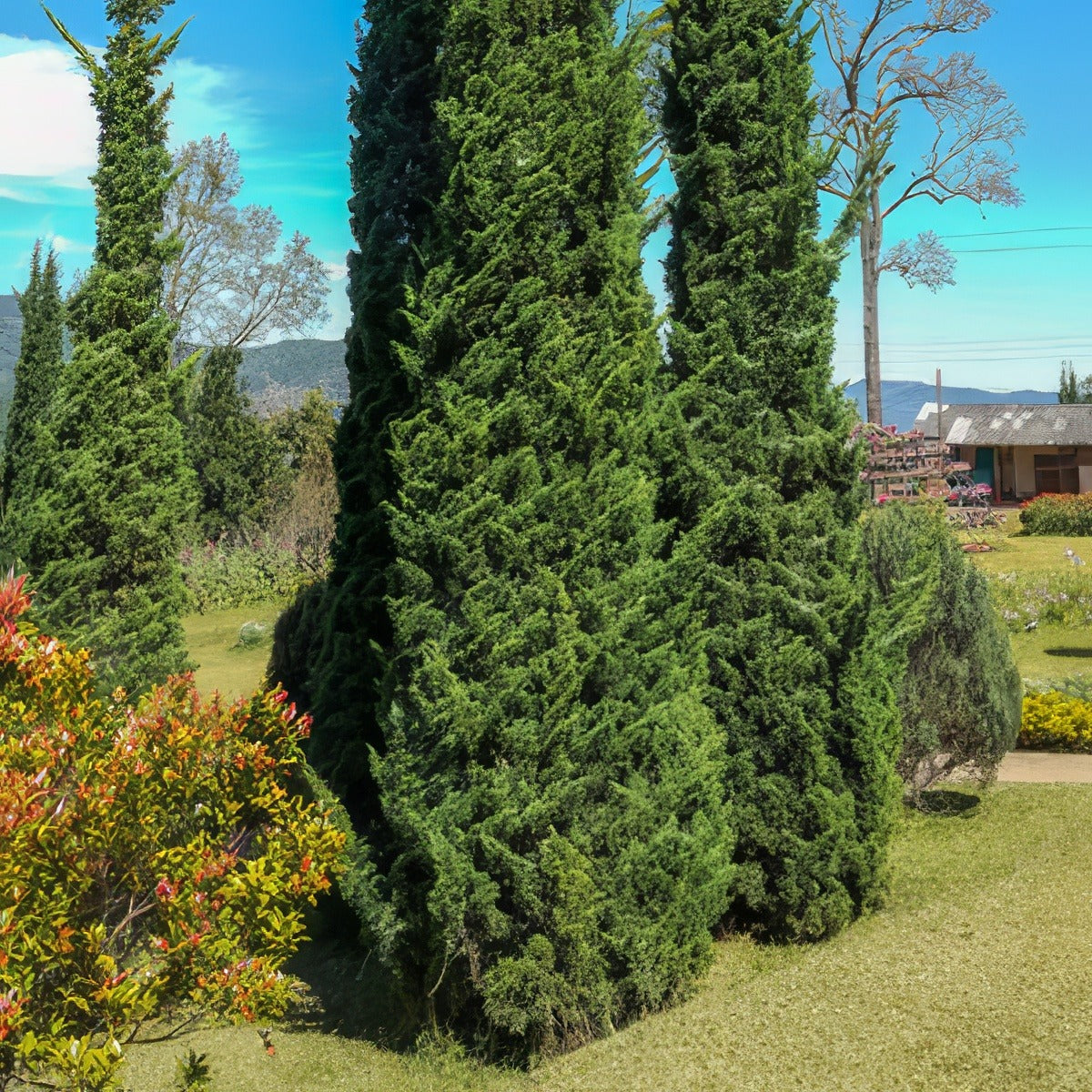 Conifer Spartan Juniper Lpoconsju - Garden Express Australia