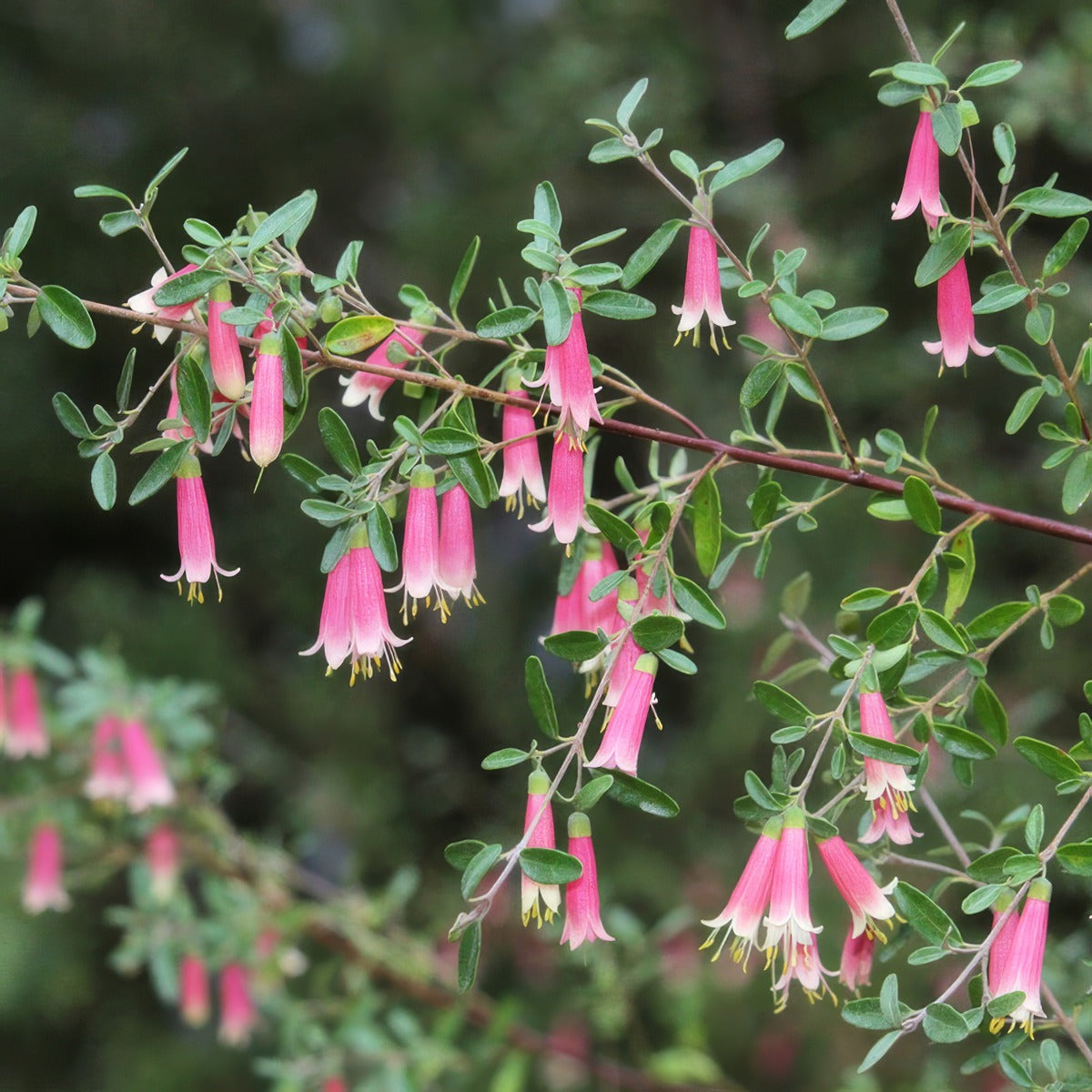 Correa Dusky Bells 20 Lpocordbe - Garden Express Australia