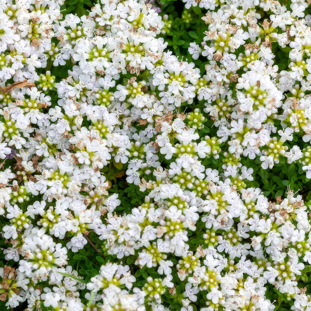 Creeping White Thyme Flower - Garden Express Australia
