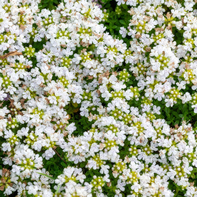 Creeping White Thyme Flower - Garden Express Australia