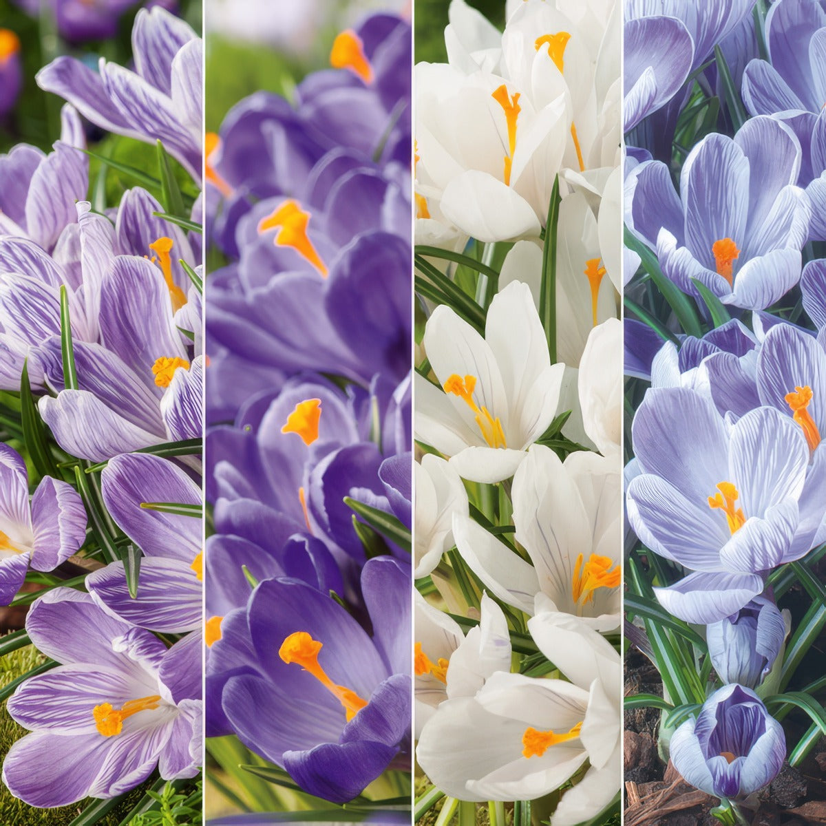 Crocus Collection Colcrocol 2026 - Garden Express Australia
