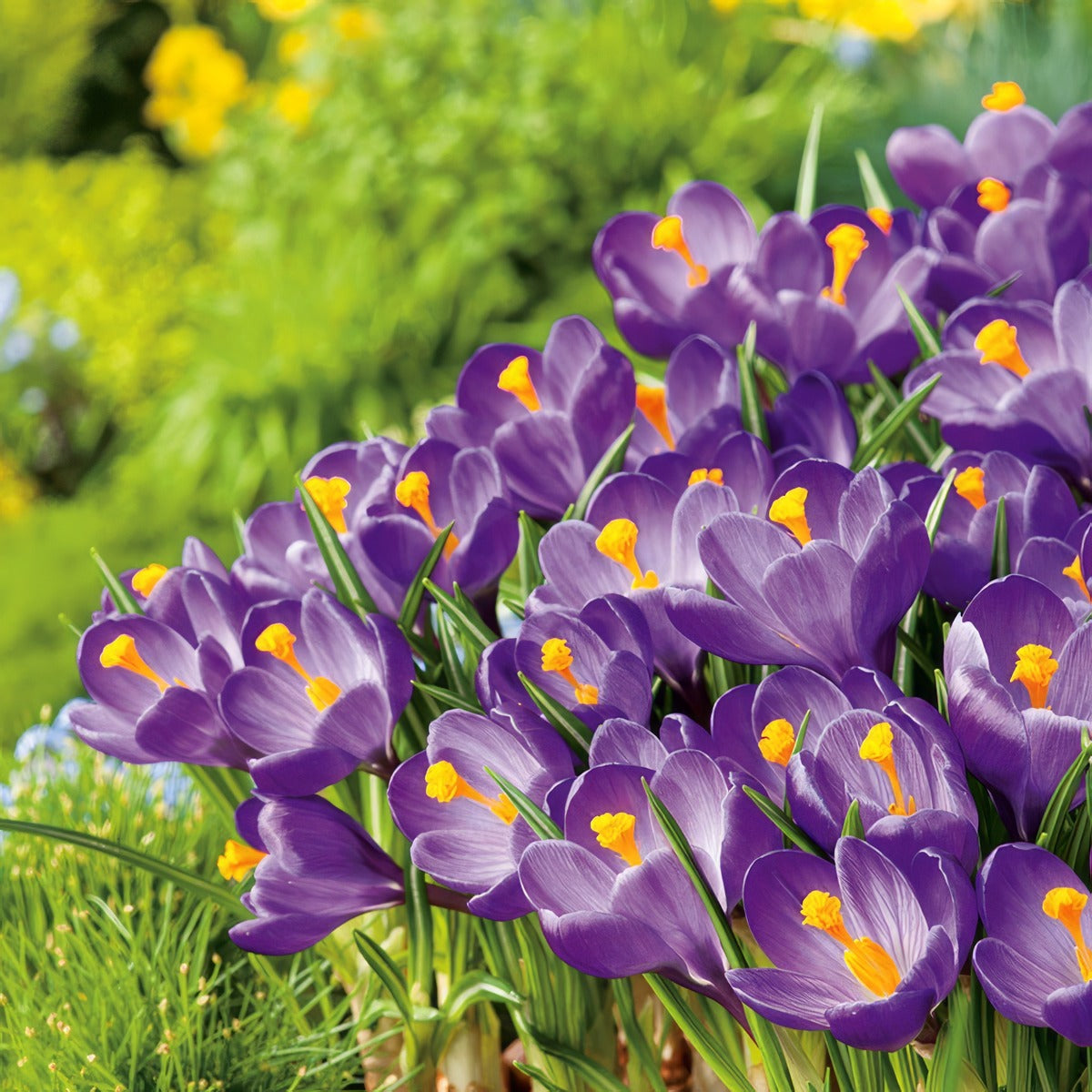 Crocus Flower Record Pkcrofre 2026 - Garden Express Australia