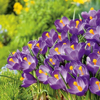 Crocus Flower Record Pkcrofre 2026 - Garden Express Australia