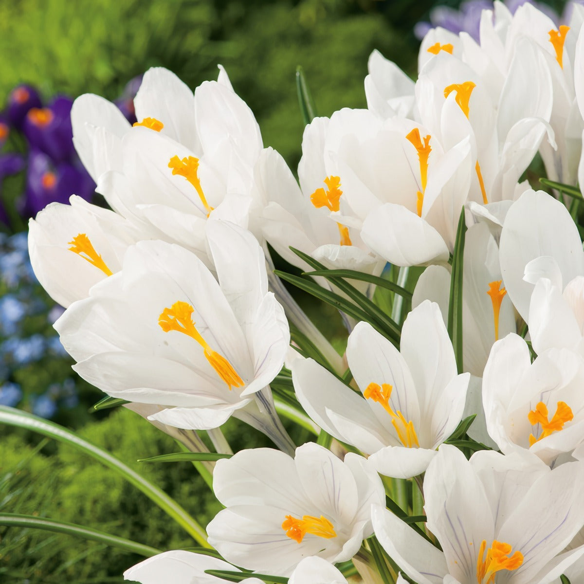 Crocus Jeanne D Arc Pkcrojda 2026 - Garden Express Australia