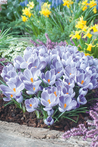 Crocus King Of The Striped 3 Pkcrokos 2026 - Garden Express Australia