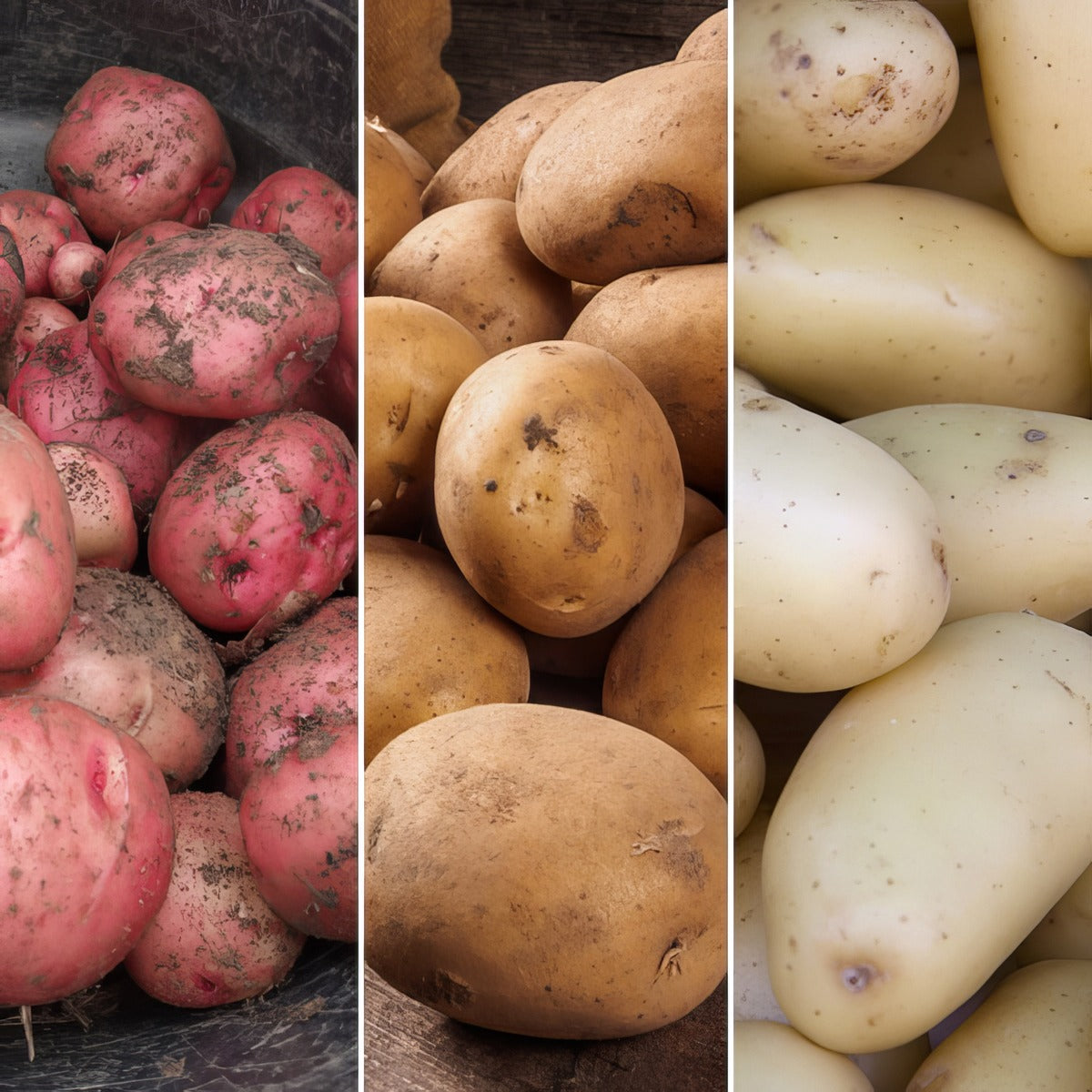 Certified Seed Potato Autumn Coll 1 Colcspac1 2025 - Garden Express Australia