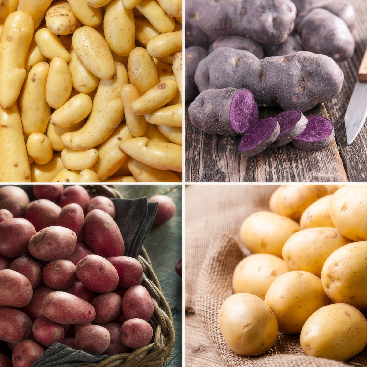 Seed Potato Salad Collection 2023v2 Colcspsco - Garden Express Australia