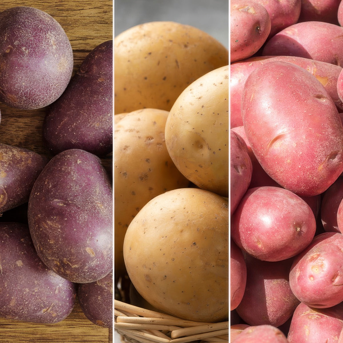 Certified Seed Potato Winter Coll 1 Colcspwc1 2026 - Garden Express Australia