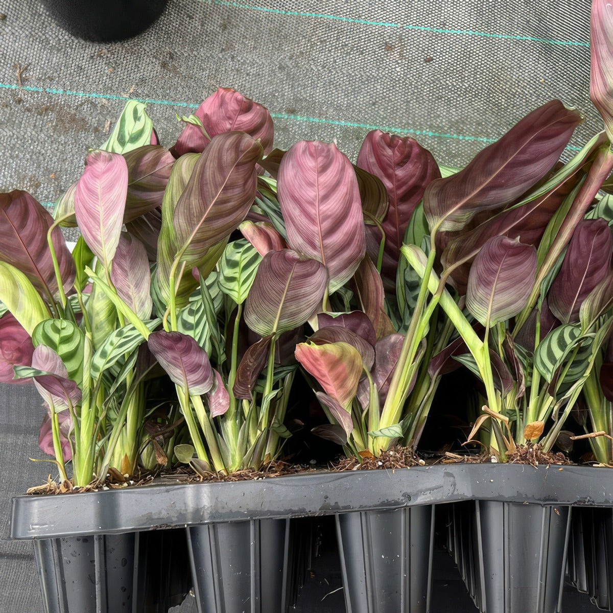 Ctenanthe Burle Marxii Plugs - Garden Express Australia