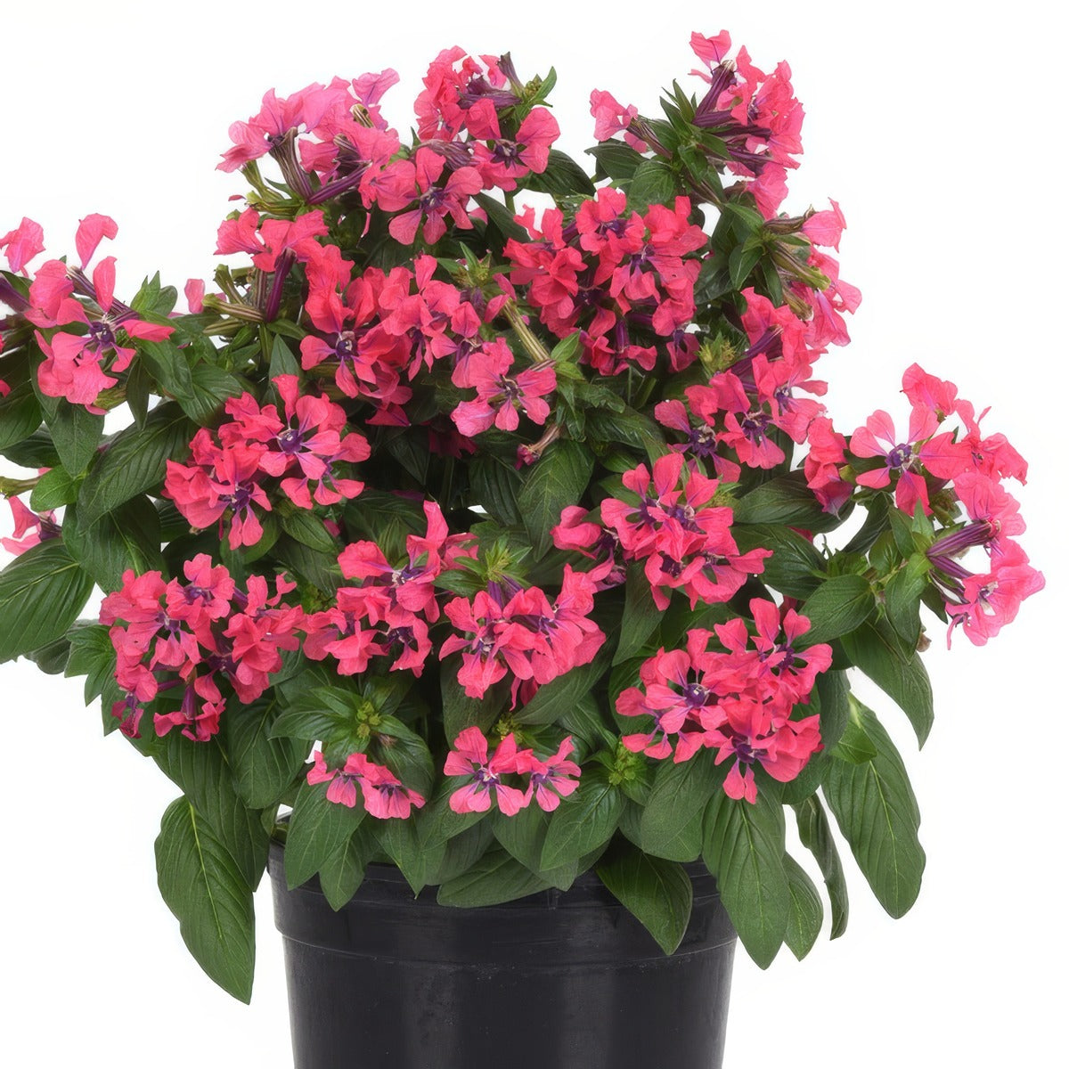 Cuphea Sweet Talk Deep Pink - Garden Express Australia