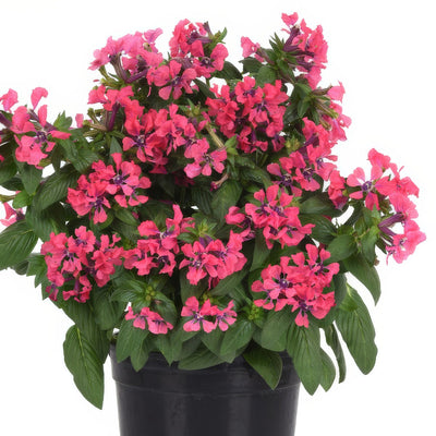 Cuphea Sweet Talk Deep Pink - Garden Express Australia