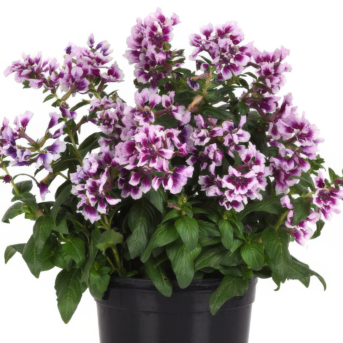 Cuphea Sweet Talk Lavender Splash - Garden Express Australia