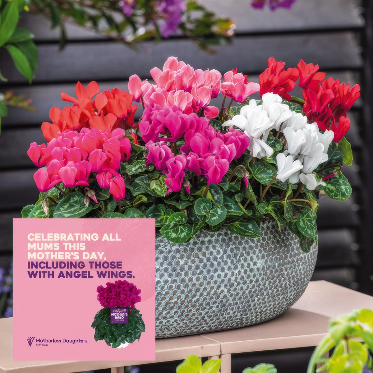 Cyclamen Mothers Halo Macro Collection Colcycmac - Garden Express Australia