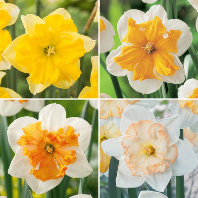Daffodil Butterfly Collection 2026 Coldafbco - Garden Express Australia
