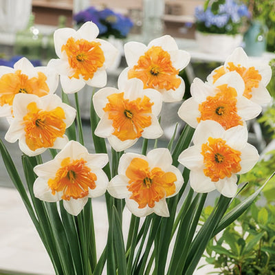 Daffodil Hungarian Rhapsody Pkdafhrh 2018 1 - Garden Express Australia