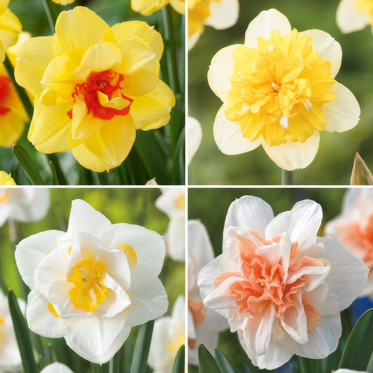 Daffodil Double Coll 1 Coldafdc1 2026 - Garden Express Australia