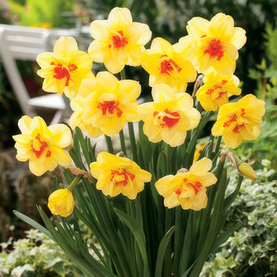 Daffodil Tahiti Pkdaftah 2017 - Garden Express Australia