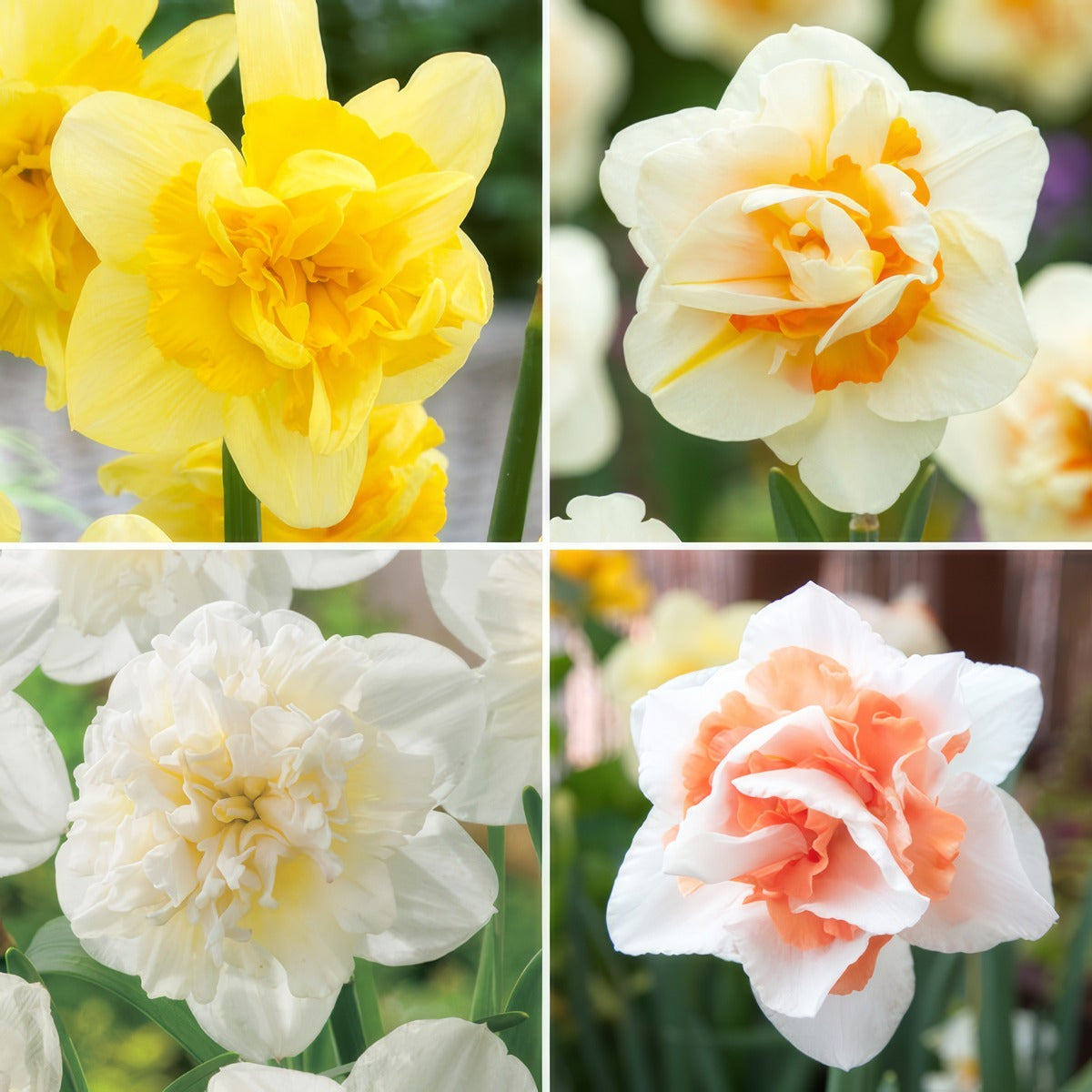 Daffodil Double Coll 2 Coldafdc2 2026 - Garden Express Australia
