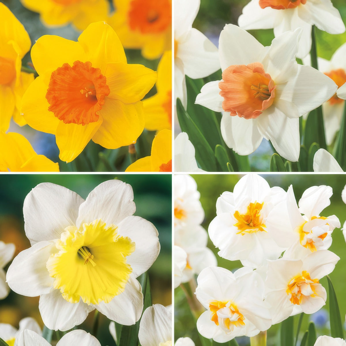 Daffodil Garden Collection 1 2026 Coldafgc1 - Garden Express Australia