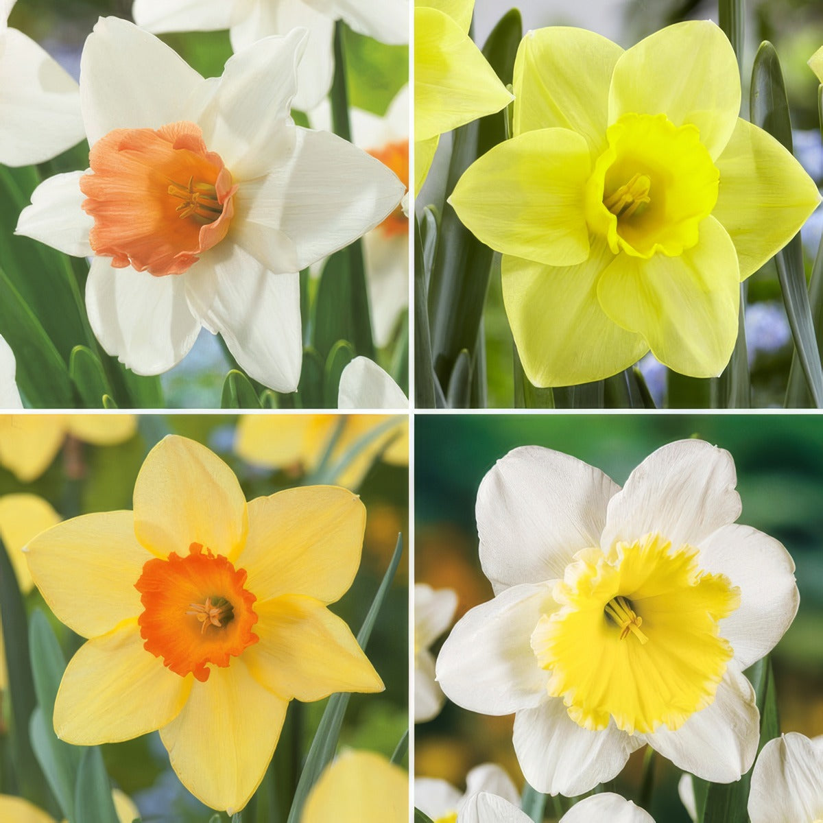Pre Order Daffodil Garden Collection 1 2025 Coldafgp1 - Garden Express Australia