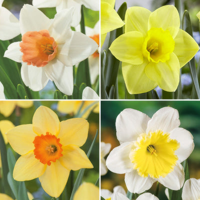 Pre Order Daffodil Garden Collection 1 2025 Coldafgp1 - Garden Express Australia