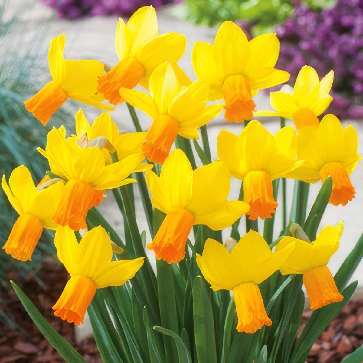 Daffodil Jetfire 16 Fm 14262384pa - Garden Express Australia