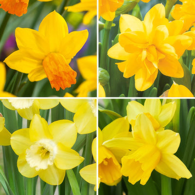 Daffodil Mini Collection 2026 Coldafmco - Garden Express Australia