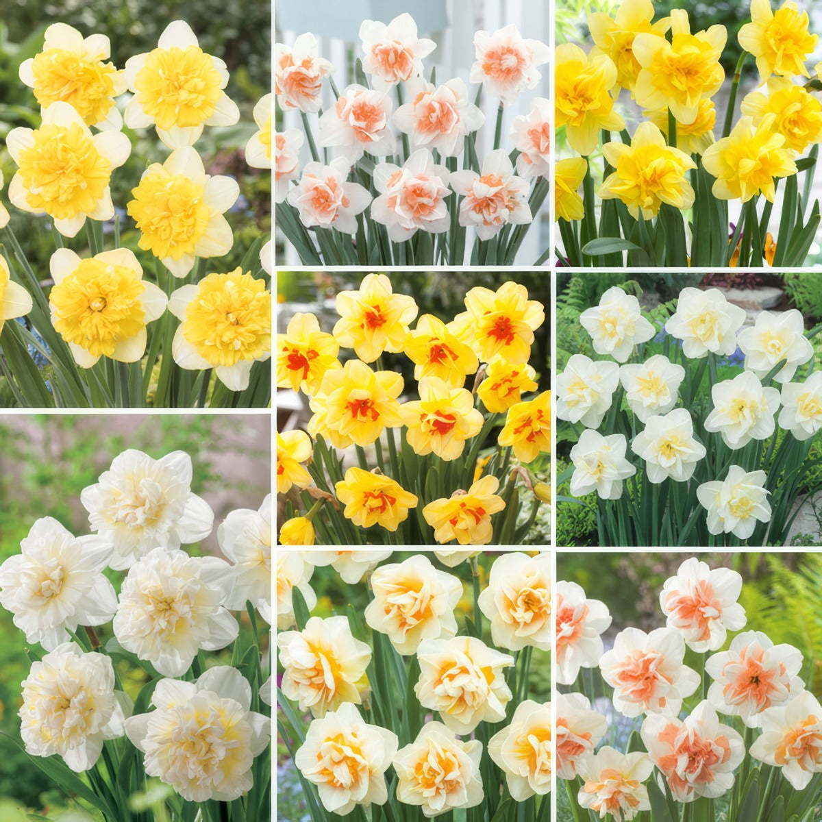 Pre Order Daffodil Ulitmate Double Collection 2025 Coldafudp - Garden Express Australia