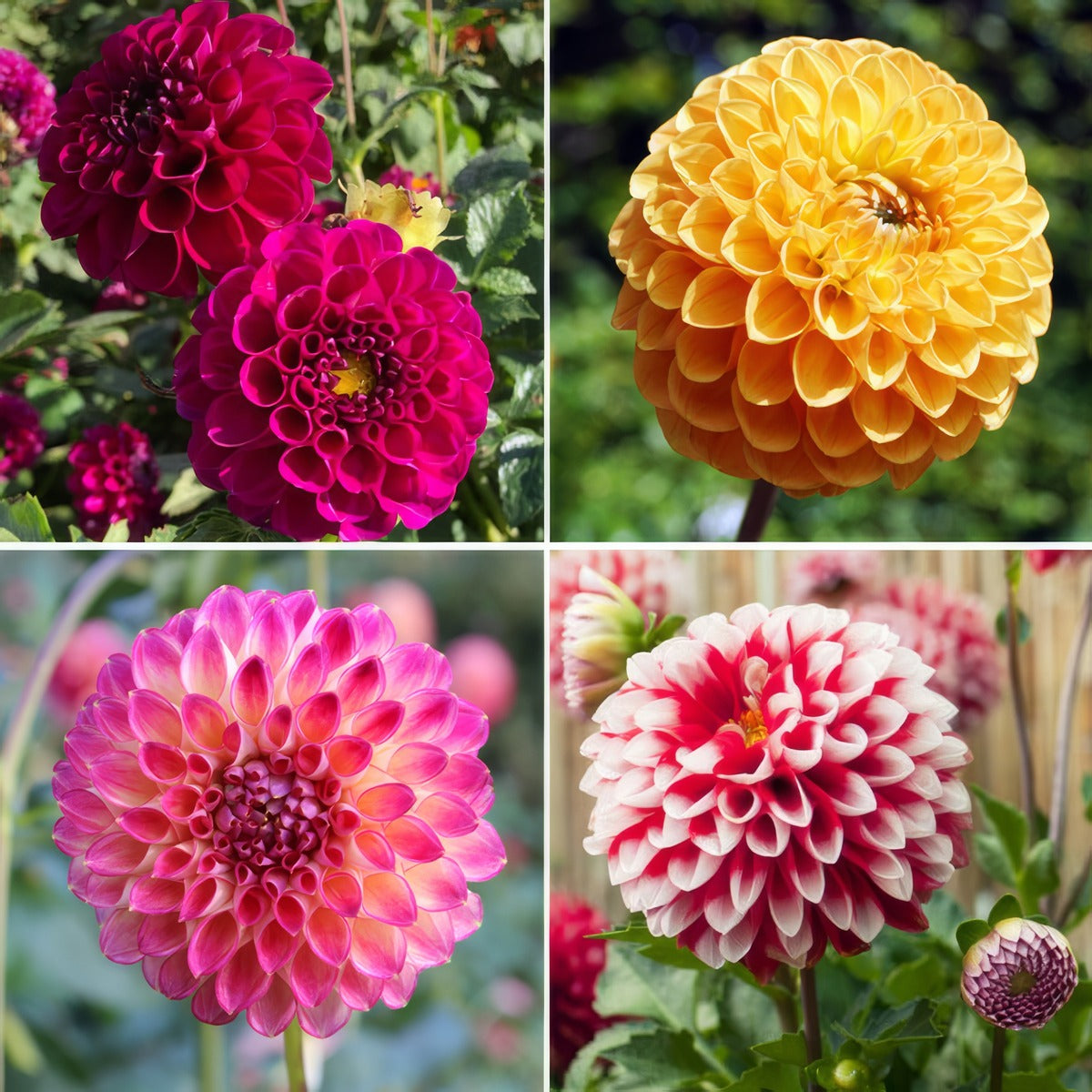Dahlia Ball Collection 2023 Coldahbal - Garden Express Australia