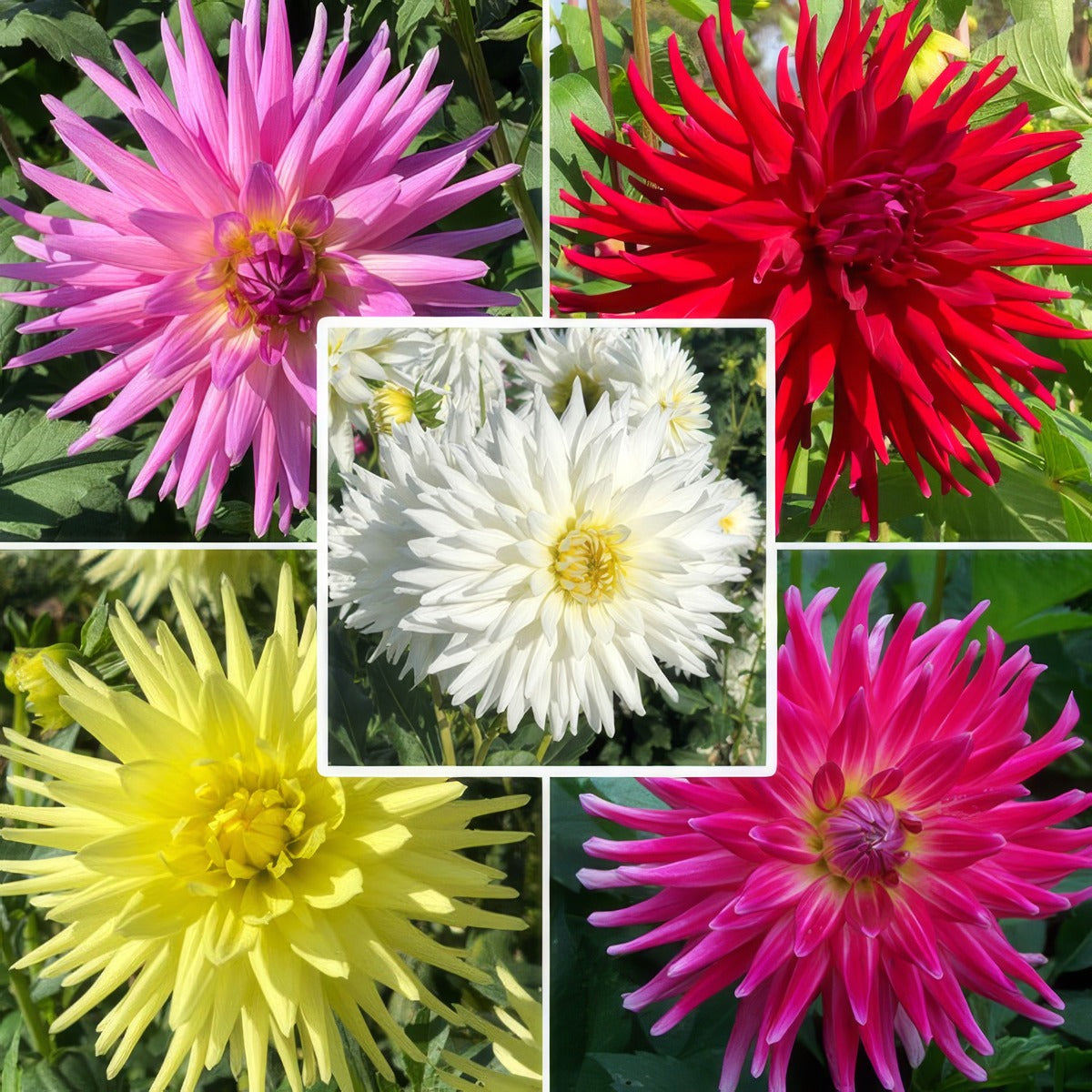 Dahlia Cacti Col 2024 Coldahcac - Garden Express Australia