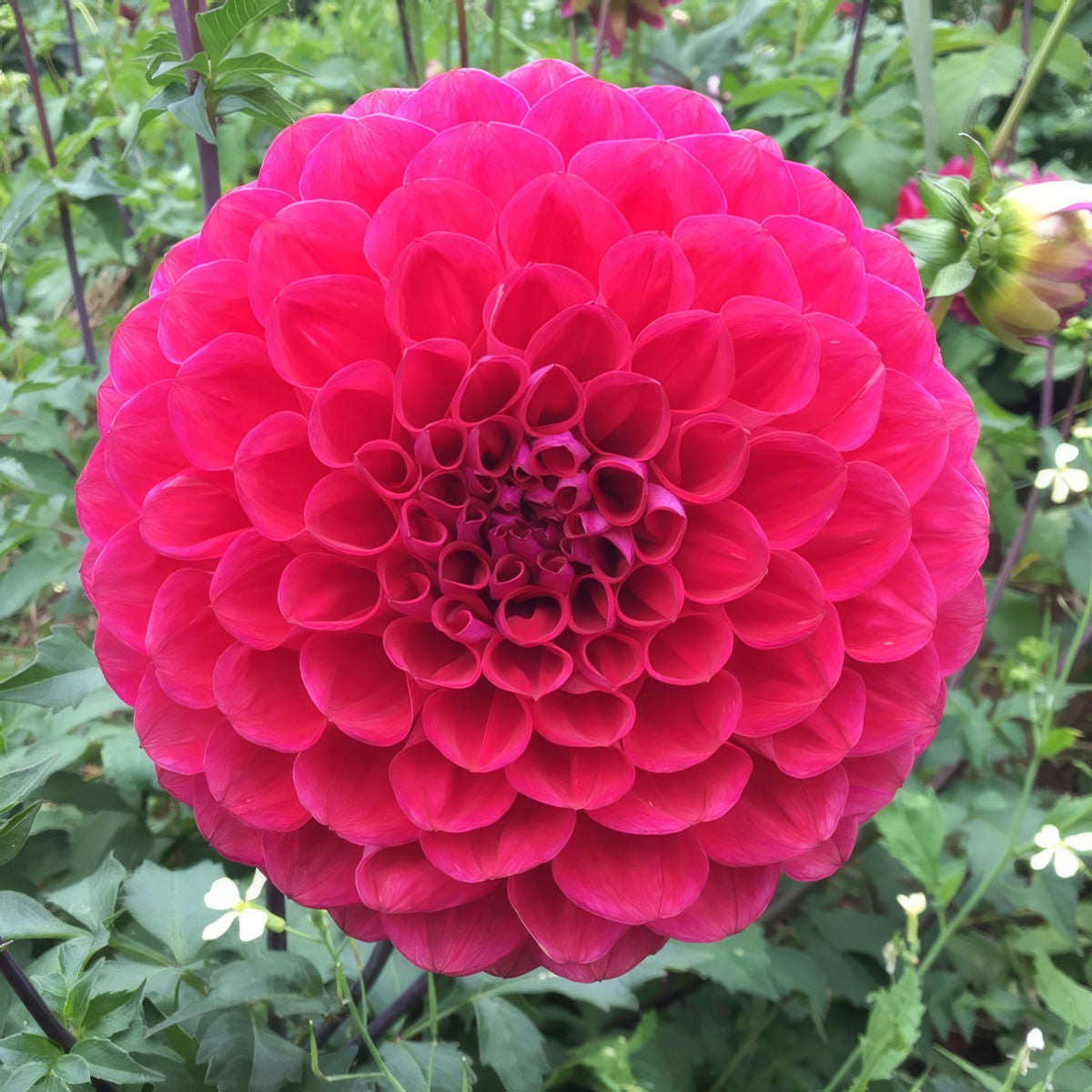 Dahlia Melancholy Pkdahmln - Garden Express Australia