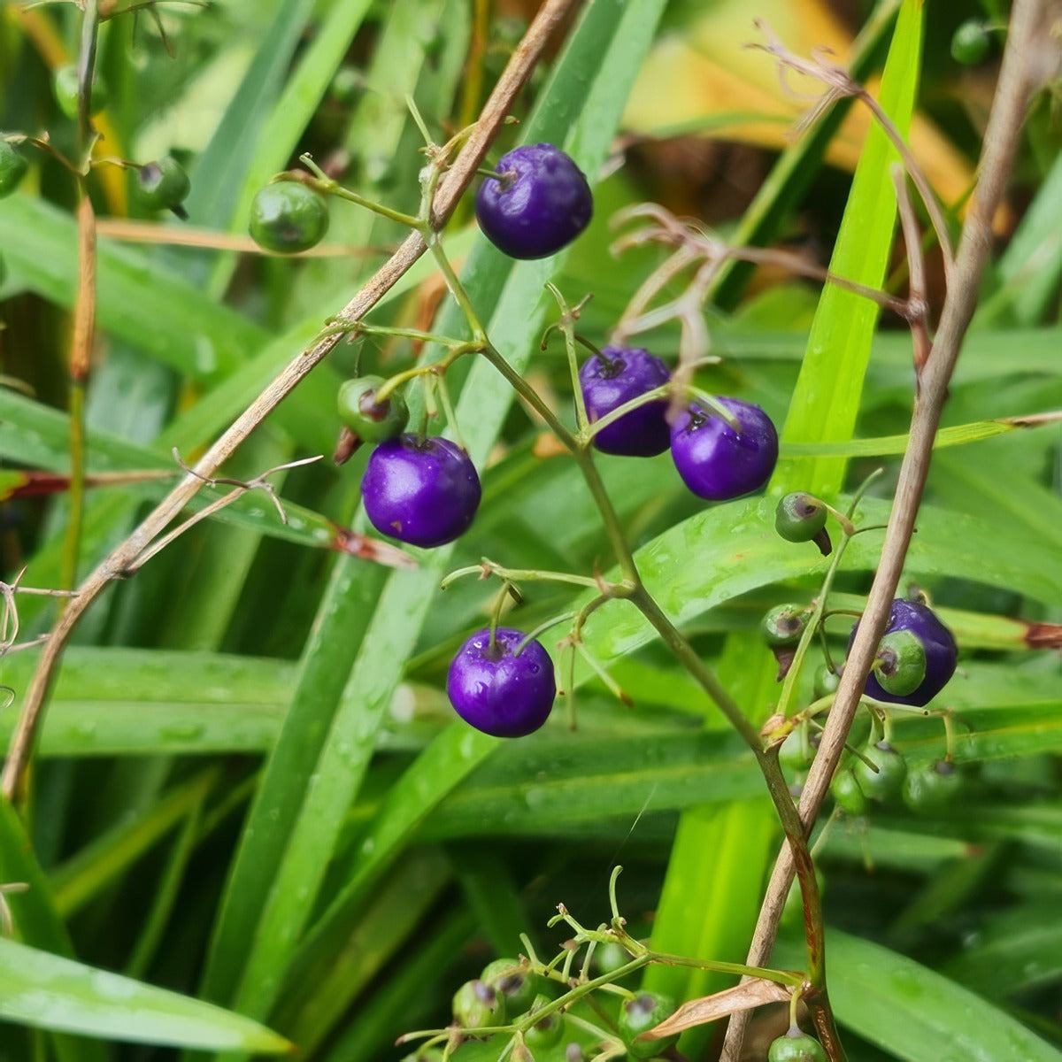 Dianella Lakeview Green Berries - Garden Express Australia