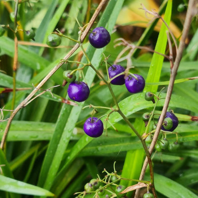 Dianella Lakeview Green Berries - Garden Express Australia