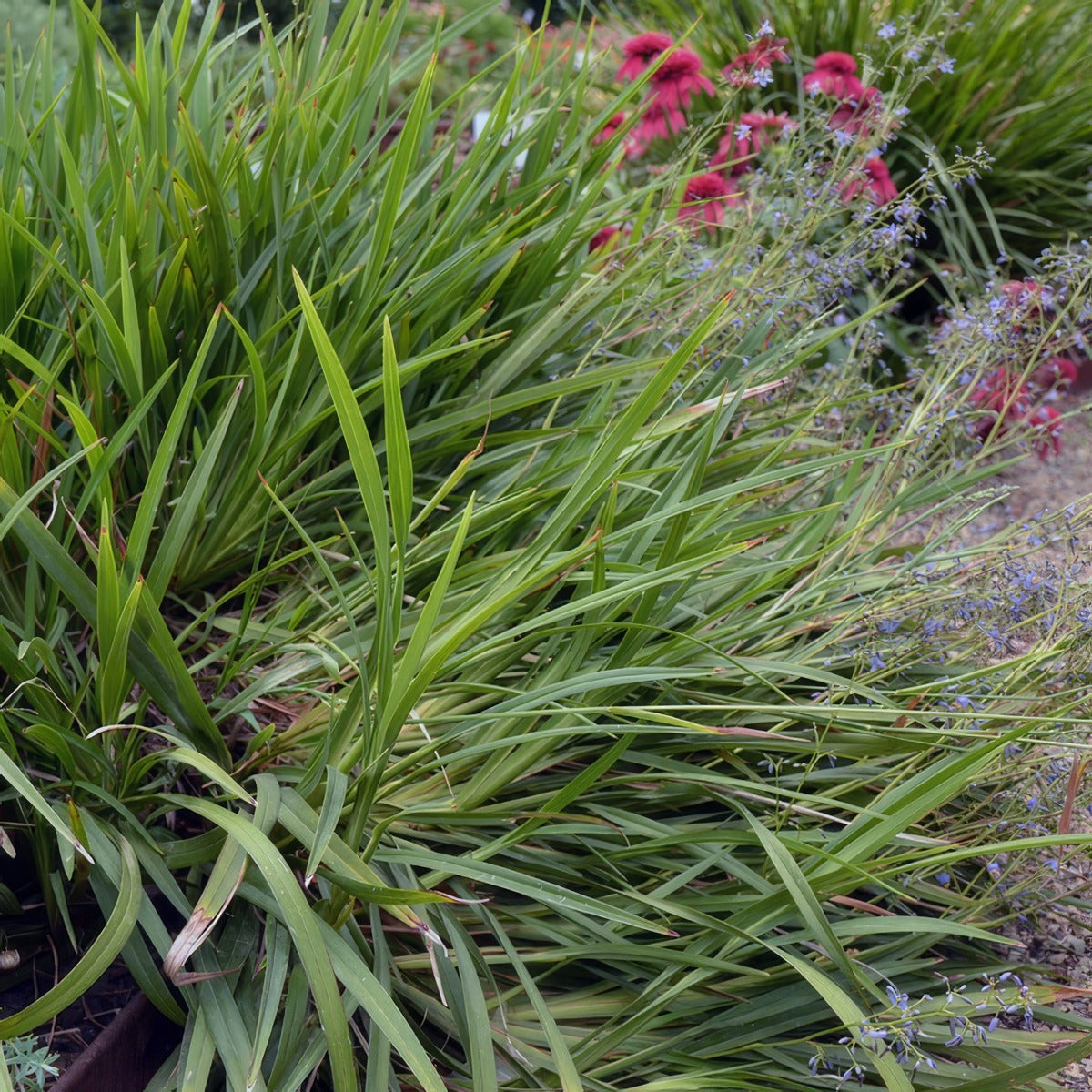 Dianella Lakeview Green P68dialgr - Garden Express Australia