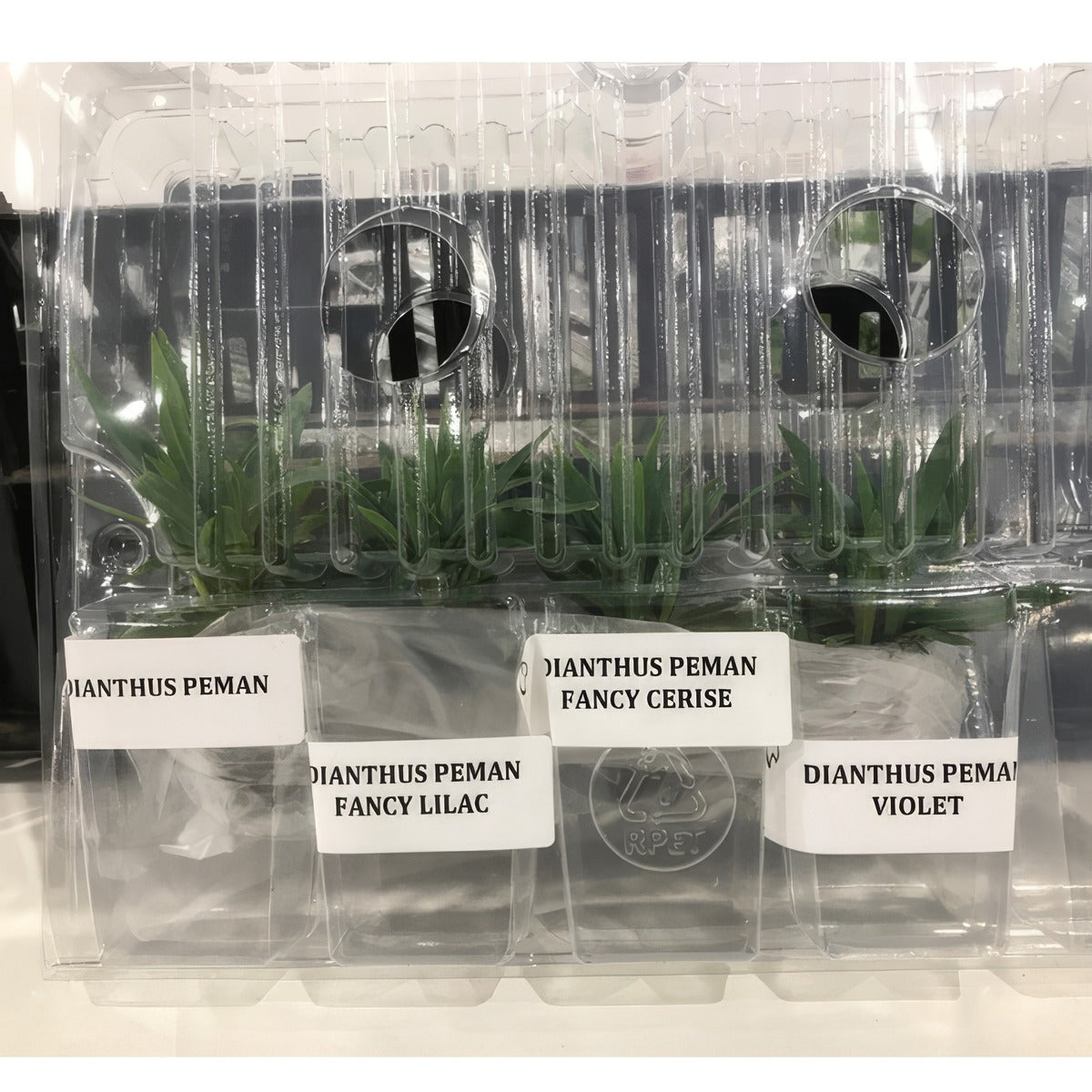 Dianthus Peman Collection - Garden Express Australia