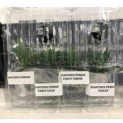Dianthus Peman Collection - Garden Express Australia