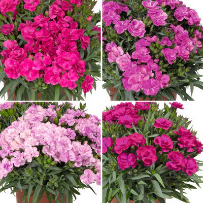 Dianthus Peman Collection Coldiapec - Garden Express Australia