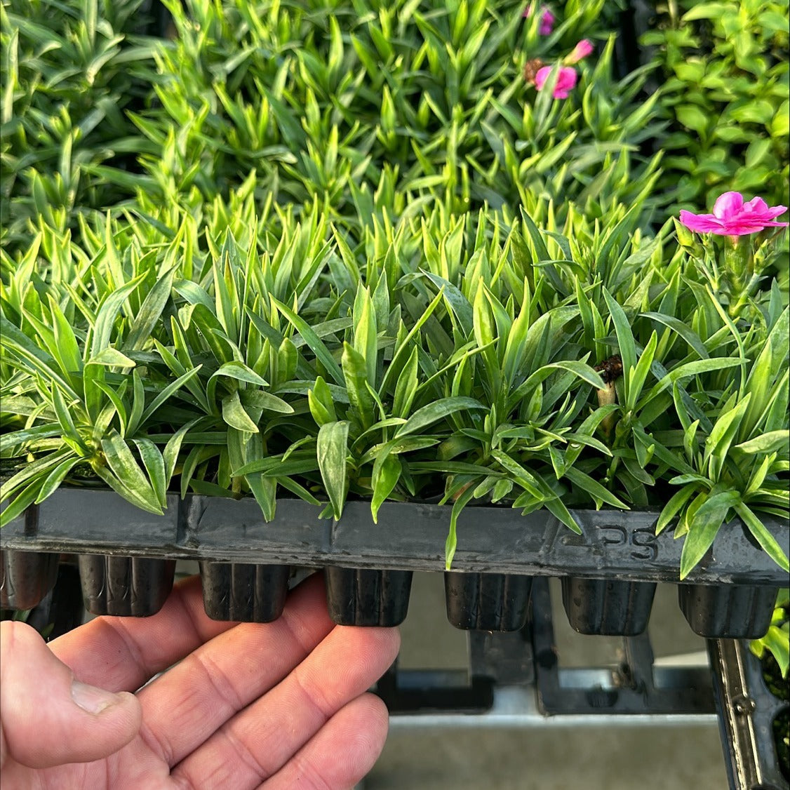 Dianthusplugs - Garden Express Australia