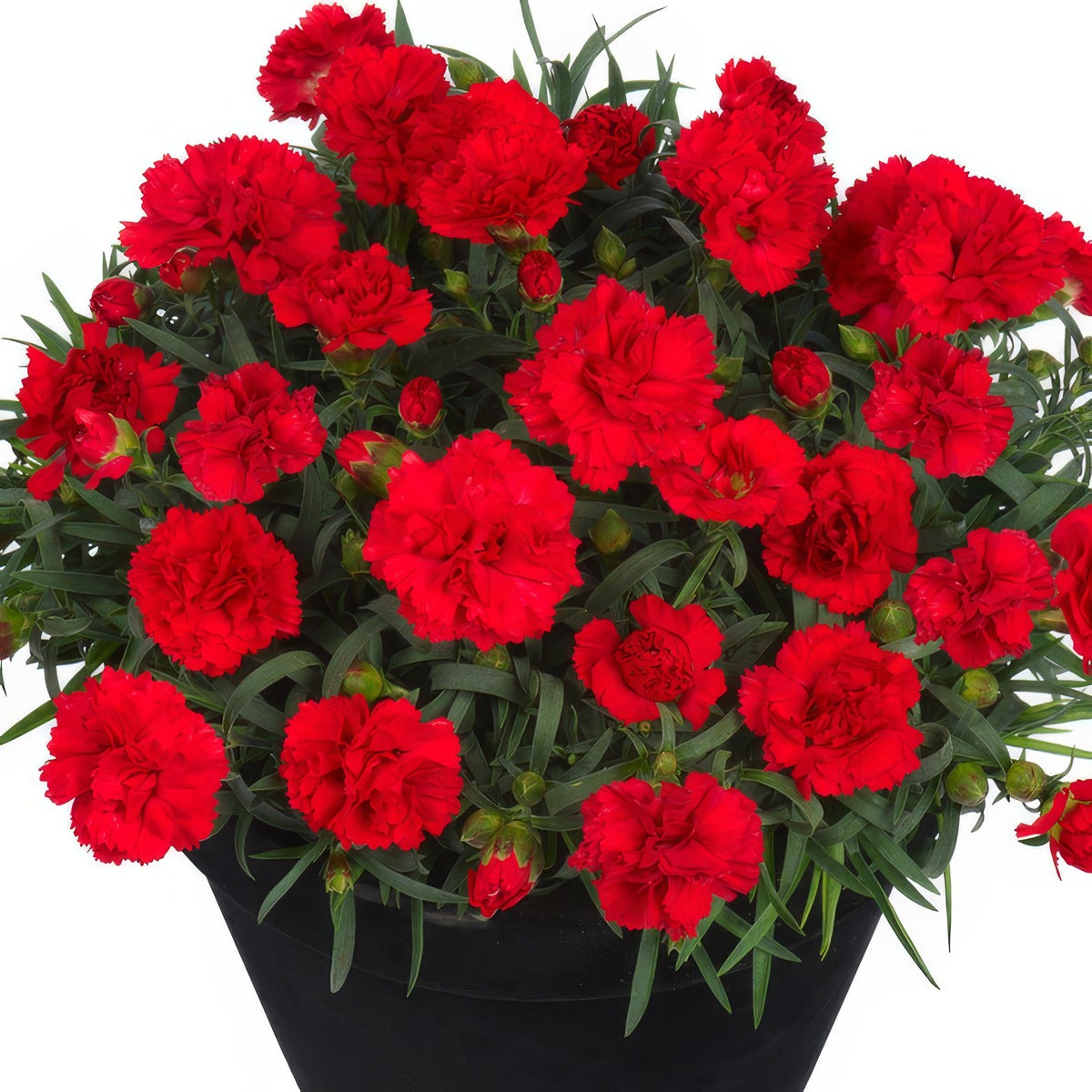 Dianthus Sunflor Red Allura P68diasra - Garden Express Australia